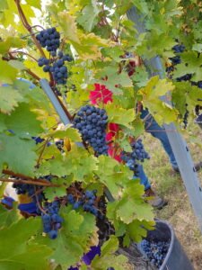 Blaufränkisch Trauben 